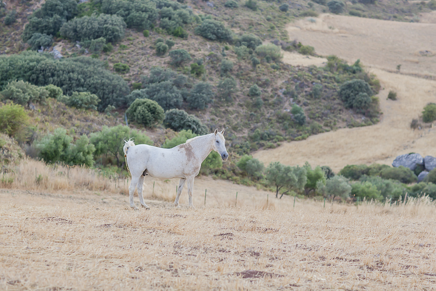 wedding at Ronda Mountain Resort